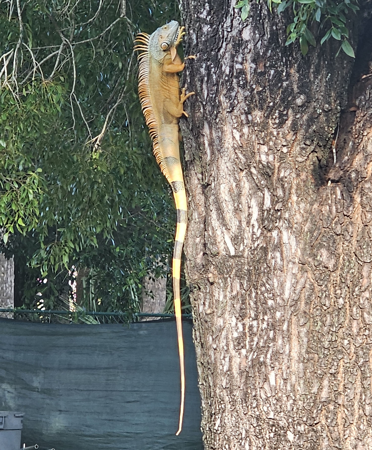 Dolphins at 3-6 cling to hopes for the postseason like an iguana on a tree. (Craig Davis photo)